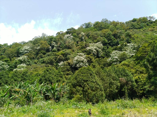 內灣東窩步道遠足去