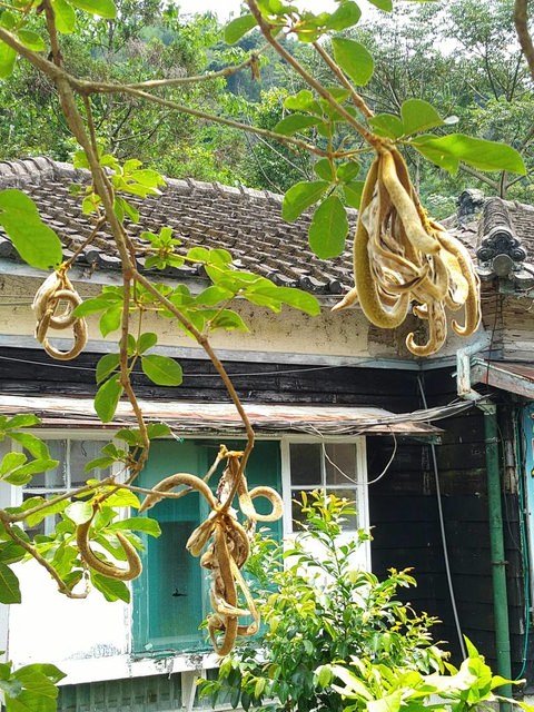 內灣東窩步道遠足去