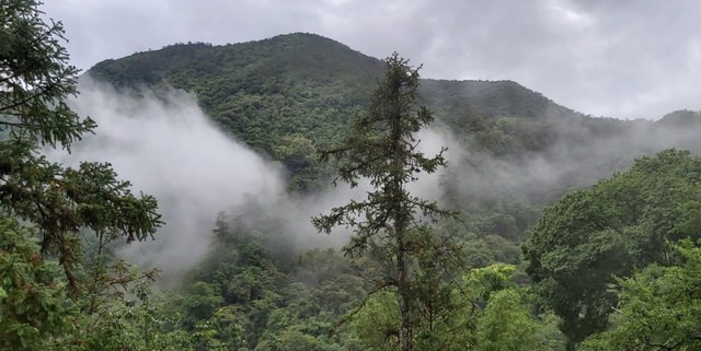 八仙山、谷關一日遊（2）八仙山走走趣（一）