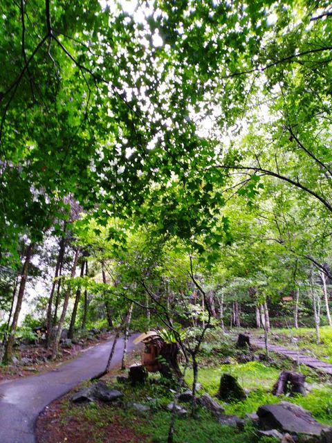 八仙山、谷關一日遊（2）八仙山走走趣（一）