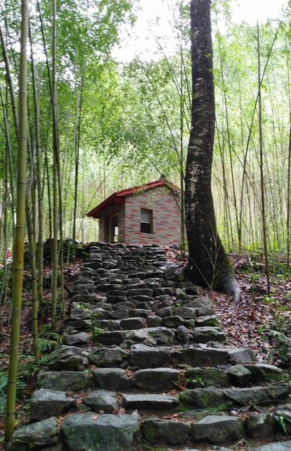 八仙山、谷關一日遊（2）八仙山走走趣（一）