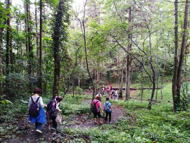 八仙山、谷關一日遊（2）八仙山走走趣（一）