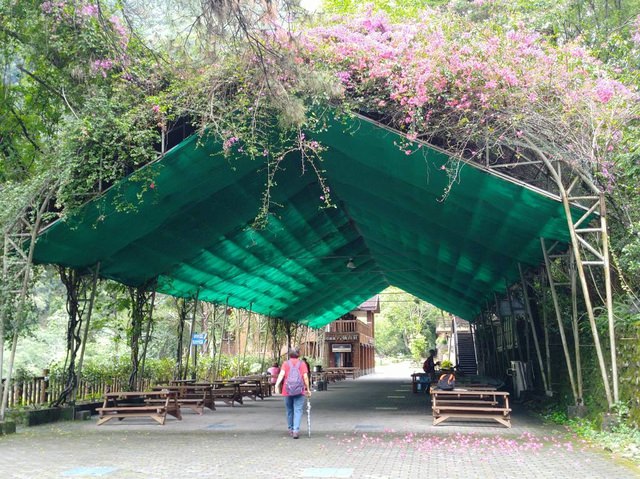 八仙山、谷關一日遊（2）八仙山走走趣（一）
