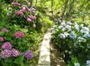 「碧絡角」賞花樂 - 第2張圖 IMG_20200626_113553.jpg