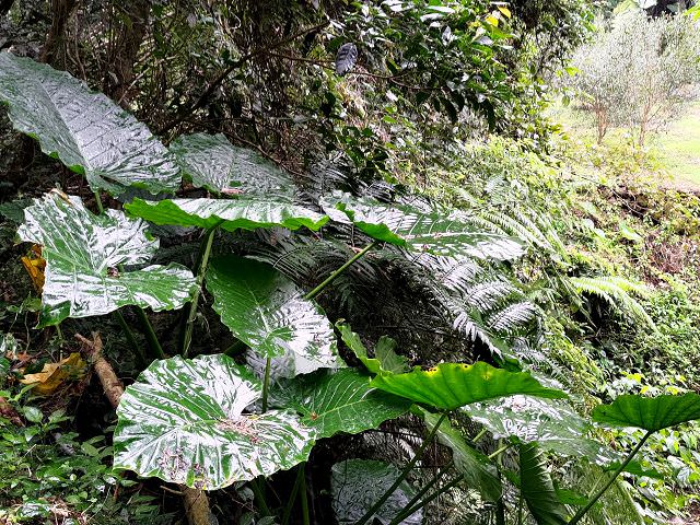 晨遊內灣、雨逛獅潭