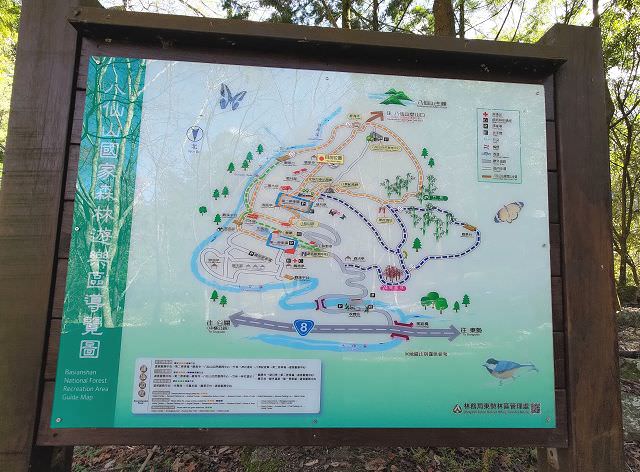 山行兩日（9）八仙山之森林步道
