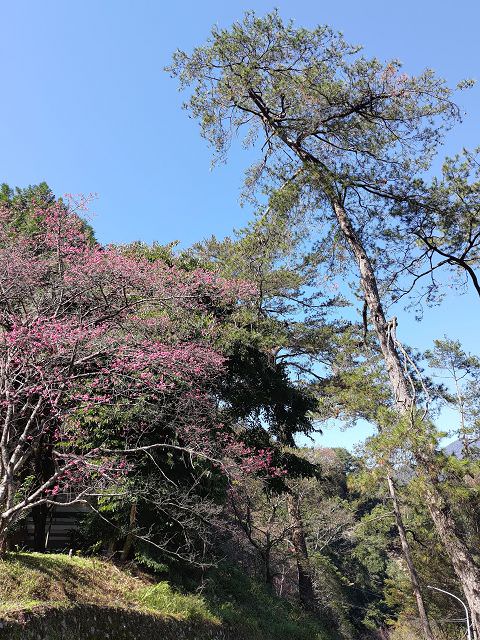 山行兩日（9）八仙山之森林步道