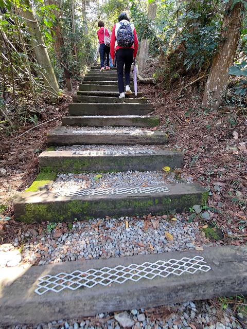 山行兩日（9）八仙山之森林步道
