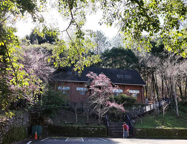 山行兩日（9）八仙山之森林步道