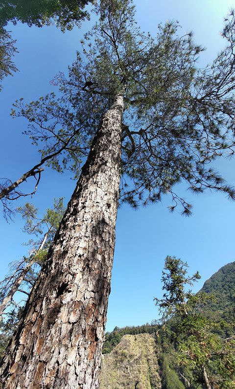 山行兩日（9）八仙山之森林步道