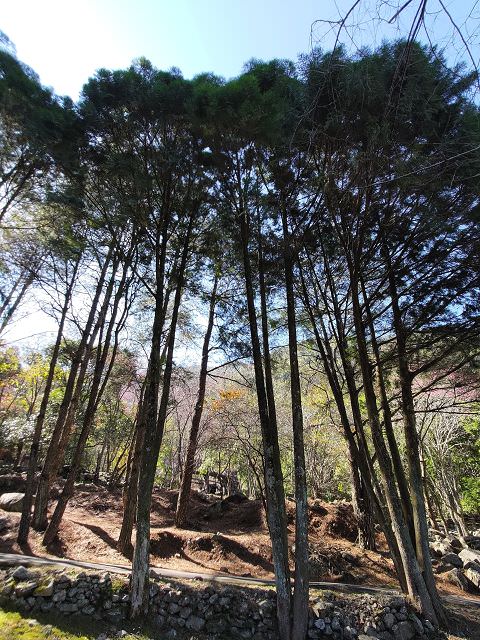 山行兩日（9）八仙山之森林步道