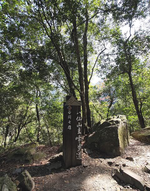 山行兩日（9）八仙山之森林步道