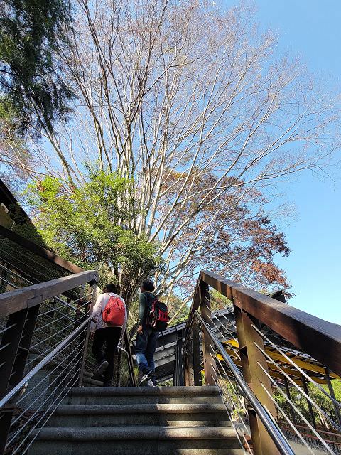 山行兩日（9）八仙山之森林步道
