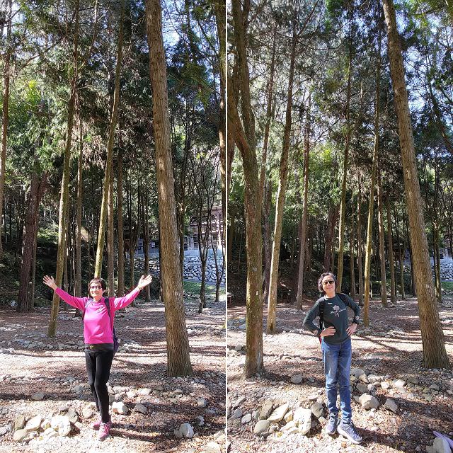 山行兩日（9）八仙山之森林步道