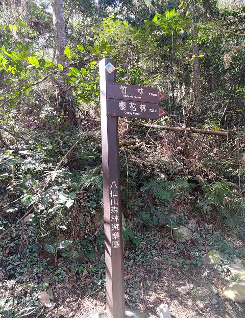 山行兩日（9）八仙山之森林步道