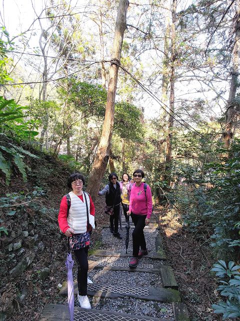 山行兩日（9）八仙山之森林步道