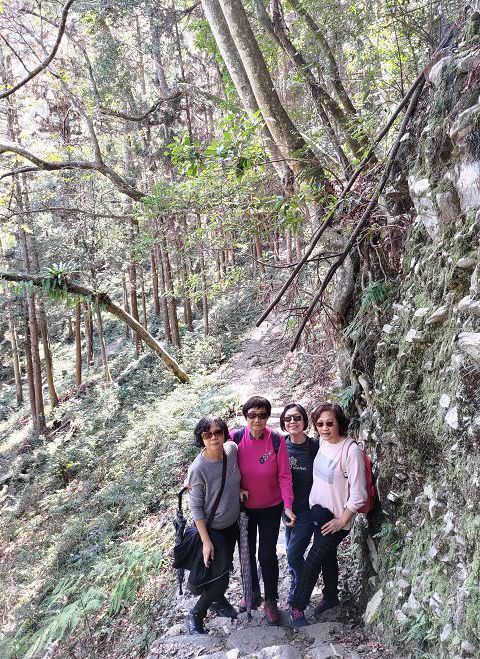 山行兩日（9）八仙山之森林步道