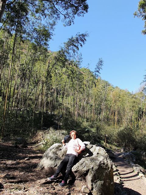 山行兩日（9）八仙山之森林步道
