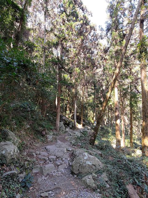 山行兩日（9）八仙山之森林步道
