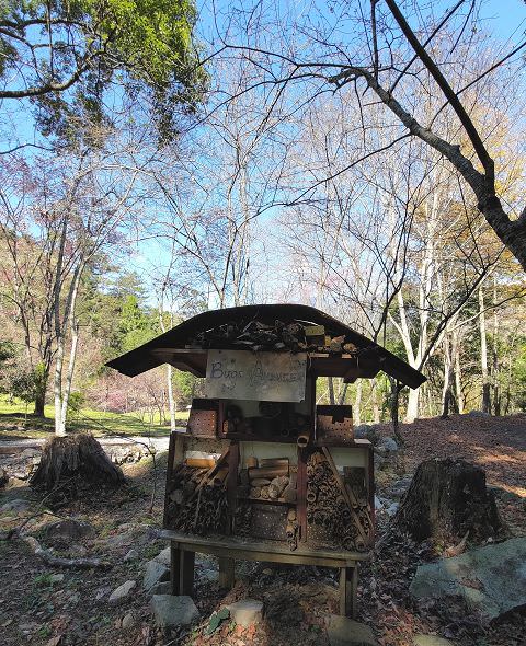山行兩日（9）八仙山之森林步道