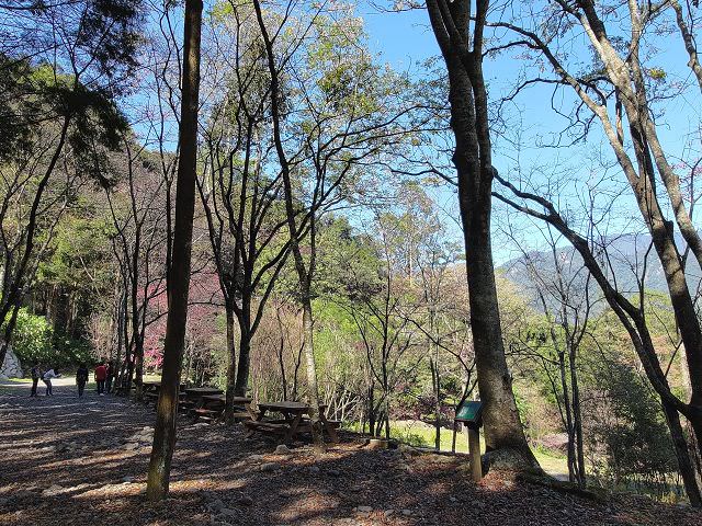 山行兩日（9）八仙山之森林步道