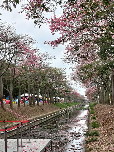 雲嘉南輕旅（4）虎尾美人樹大道