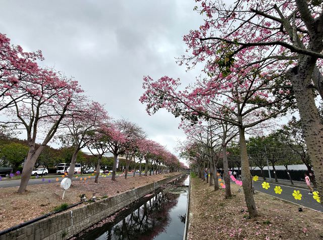 雲嘉南輕旅（4）虎尾美人樹大道
