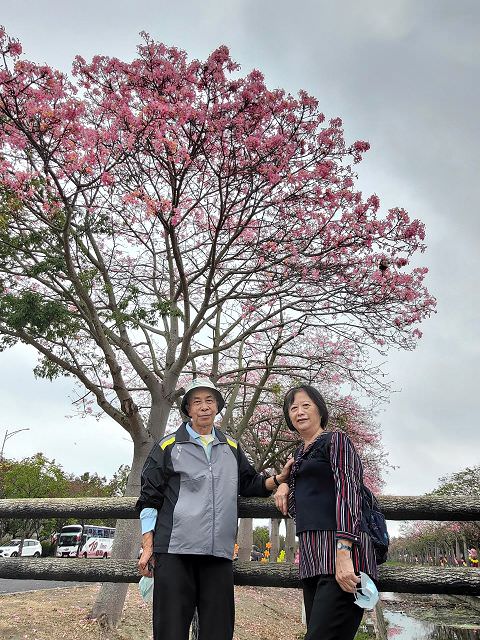 雲嘉南輕旅（4）虎尾美人樹大道