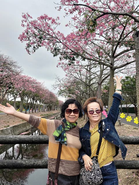 雲嘉南輕旅（4）虎尾美人樹大道