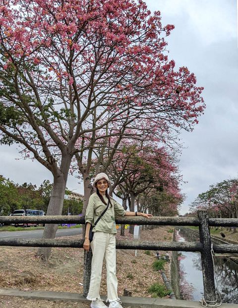 雲嘉南輕旅（4）虎尾美人樹大道