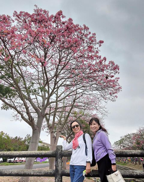 雲嘉南輕旅（4）虎尾美人樹大道