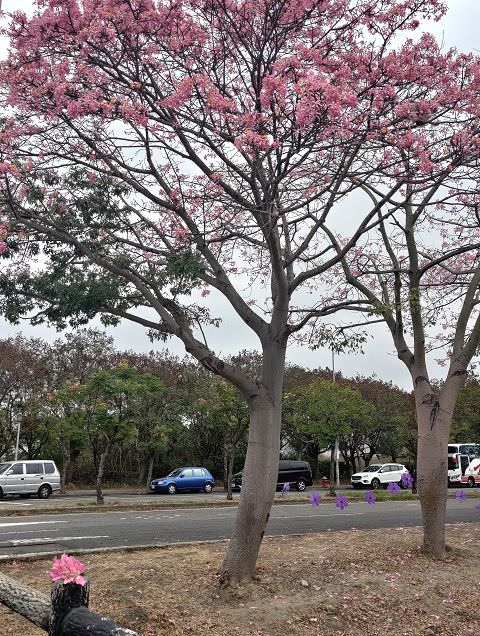 雲嘉南輕旅（4）虎尾美人樹大道