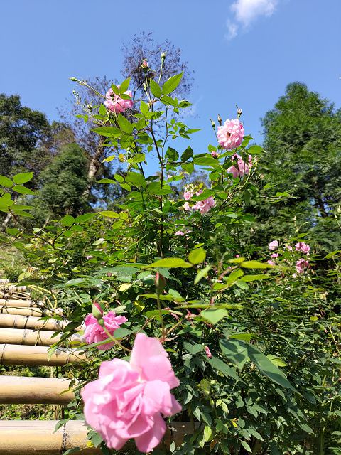 苗栗𨑨迌趣