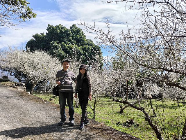 南投賞梅趣