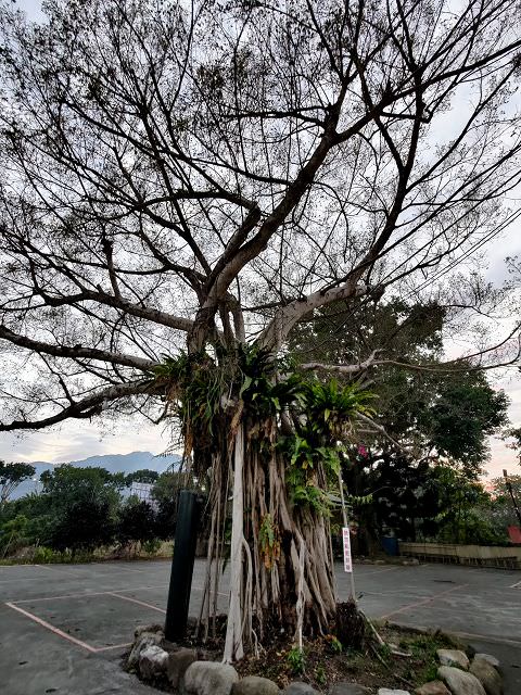 南投賞梅趣