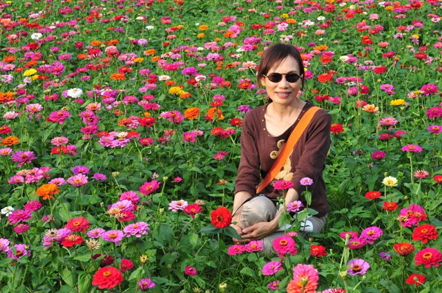 花現芎林──波斯菊爭妍百日草（二）