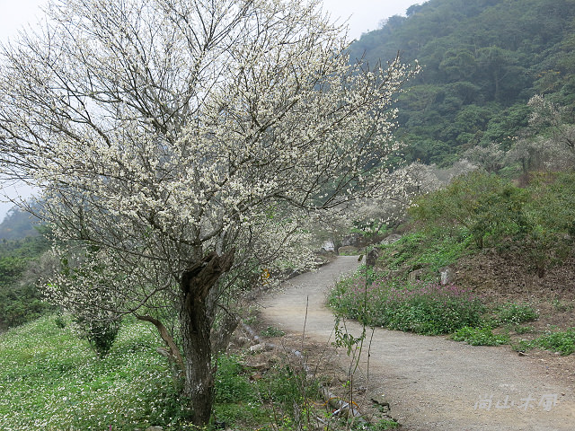 賞梅趴趴走（3）中原部落之互助國小