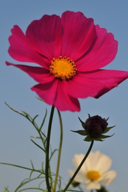 花現芎林──波斯菊爭妍百日草（二）