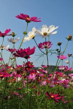 花現芎林──波斯菊爭妍百日草（二）