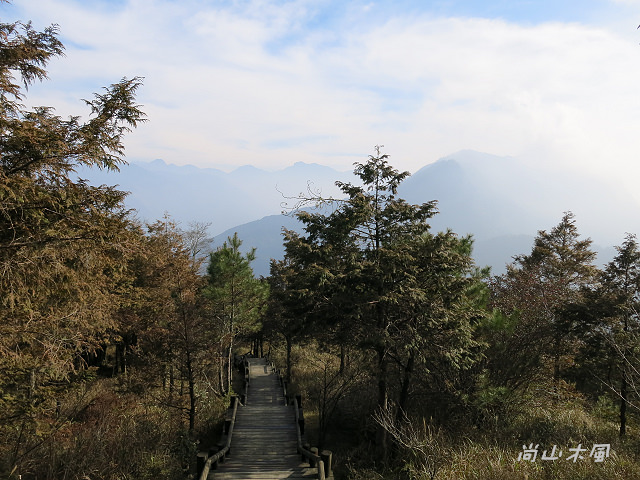 觀霧（8）雲霧步道