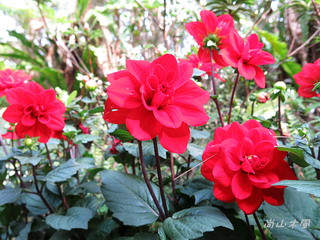 「花見春之祭」在十八尖山