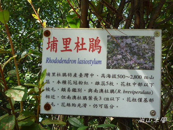 惠蓀林場（四）觀景台／杜鵑嶺步道