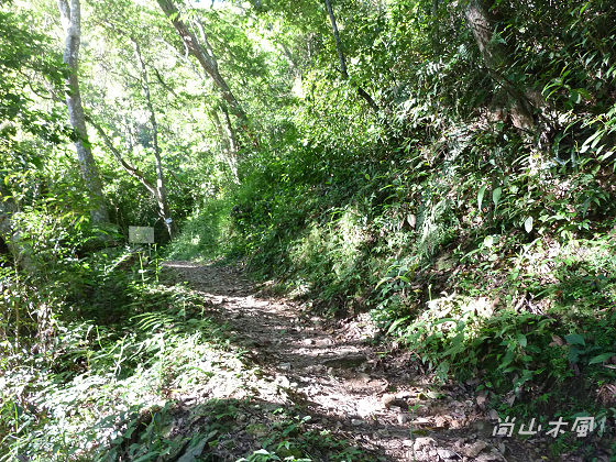 惠蓀林場（六）山嵐小徑