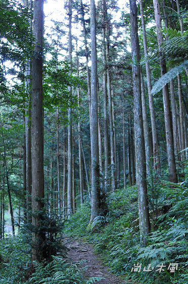 惠蓀林場（六）山嵐小徑