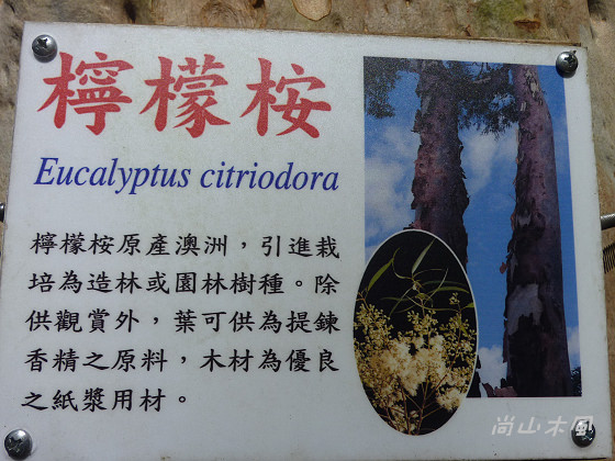 惠蓀林場（七）穿街走巷