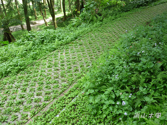 惠蓀林場（七）穿街走巷