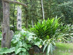 惠蓀林場（七）穿街走巷