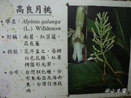 惠蓀林場（七）穿街走巷