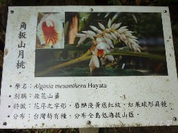 惠蓀林場（七）穿街走巷