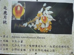 惠蓀林場（七）穿街走巷